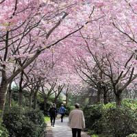 2370_5739 rosafarben bluehende japanische Zierkirschen in Planten un Blomen. | 